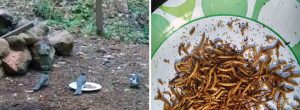 We fed the jays meal-worms and left over breakfast.