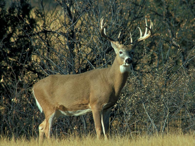 5 Best Deer Hunting States & a Few Tips to Help Get Prepared