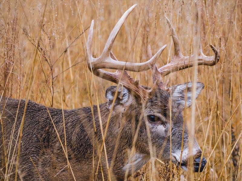 6 Tips For Blood Trailing WhiteTail Deer While Hunting Scopeshield