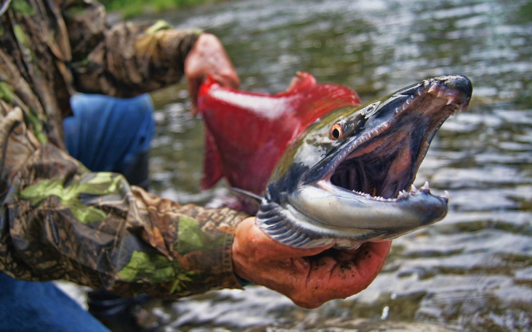 The Top 5 Alaska Salmon Fishing Trips