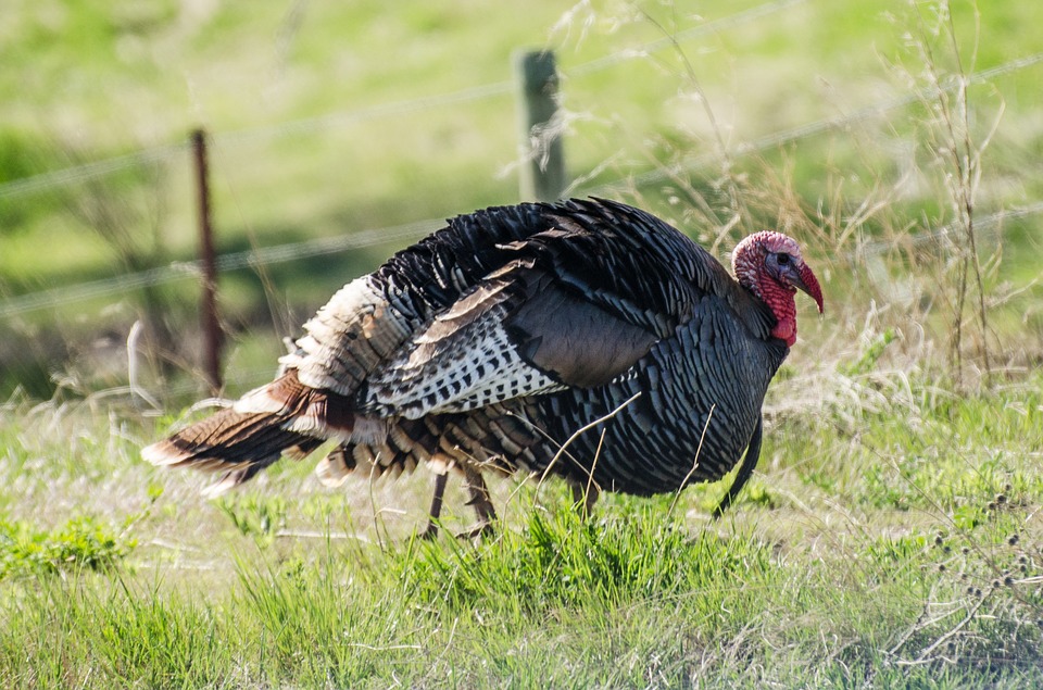 Turkey Hunting Tips for Spring