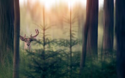 Are Deer Nocturnal? How The Moon Impacts Deer Hunting