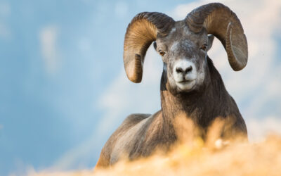 Hunting Rocky Mountain Bighorns in the Majestic State of Oregon